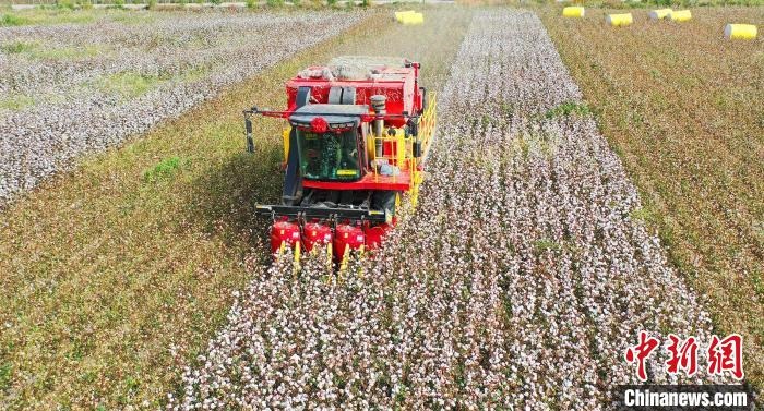 采棉機正在采收棉花，猶如在五線譜上跳動的音符，正在演奏豐收的樂章?！∷谓?攝