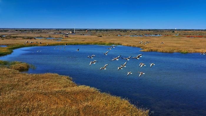 △黃河三角洲擁有天然蘆葦270平方公里，是東北亞內(nèi)陸和環(huán)西太平洋鳥類遷徙重要的“中轉(zhuǎn)站”、越冬地和繁殖地。(總臺央視記者李煒、程鋮拍攝)
