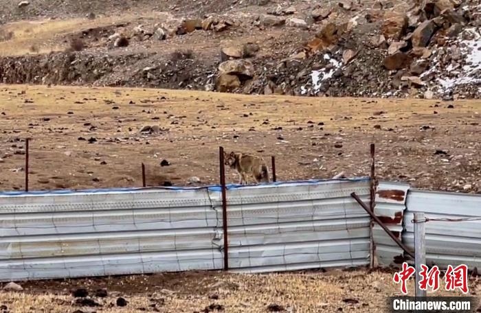 圖為闖入村民家中的野狼?！∨d?？h公安局溫泉派出所供圖