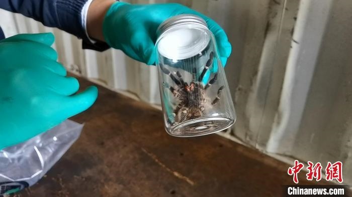 張家港海關(guān)工作人員截獲捕鳥(niǎo)蛛?！⊥踅〕?攝