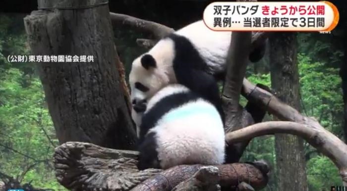 12日，日本東京上野動物園的旅日雙胞胎熊貓開始同游客見面。(圖片來源：日本富士電視臺視頻截圖)
