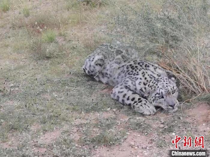 圖為在四子王旗發(fā)現(xiàn)的雪豹(資料圖)?！∷淖油跗炀焦﹫D