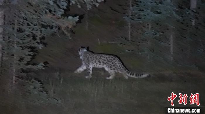 圖為被放歸自然的雪豹(資料圖)?！?nèi)蒙古林草局供圖。