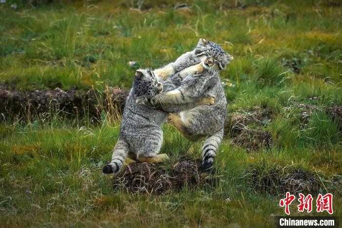 圖為作品《難分伯仲》?！〗股?攝