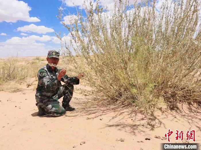 圖為謝寶民查看梭梭長(zhǎng)勢(shì)。　受訪者供圖