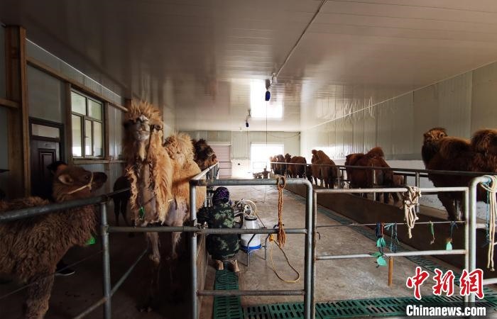 圖為共人正在給駱駝擠奶?！⊥蹰L(zhǎng)梅 攝