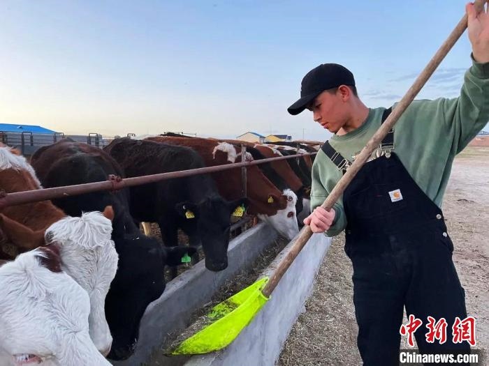 圖為敖木希勒在喂牛?！“侥鞠＠展﹫D