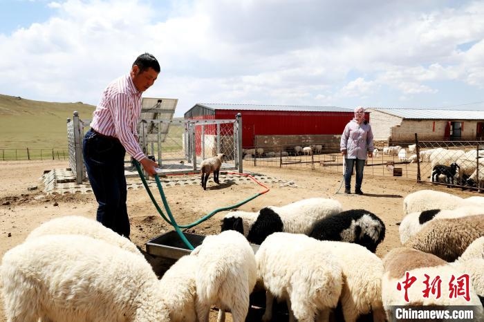 圖為圖門(mén)達(dá)來(lái)在喂羊?！埵鹧?攝