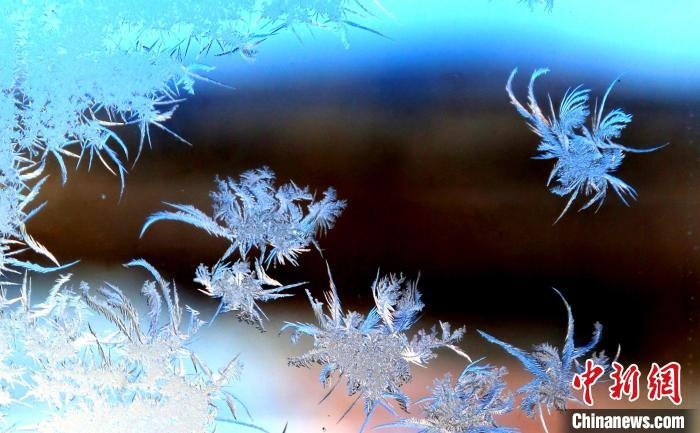 玉樹瓊枝盈滿窗?！O書程 攝