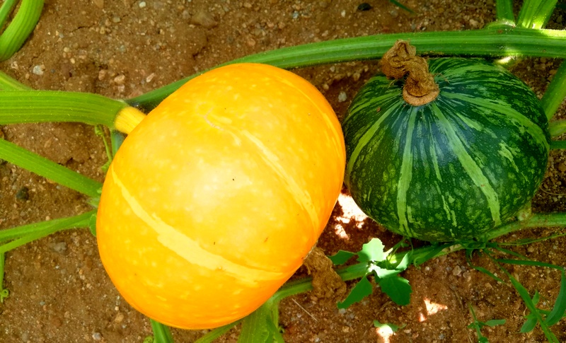 1629103109319868.png 圖片10.png