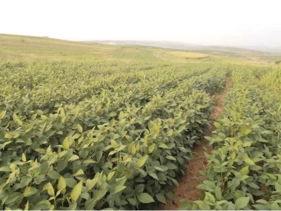 1648440680652792.png 黃合少鎮(zhèn)蘇計(jì)村小雜糧加工基地簡介(4)(1)354.png