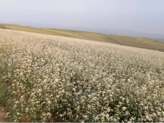 1648440711390169.png 黃合少鎮(zhèn)蘇計(jì)村小雜糧加工基地簡介(4)(1)1205.png