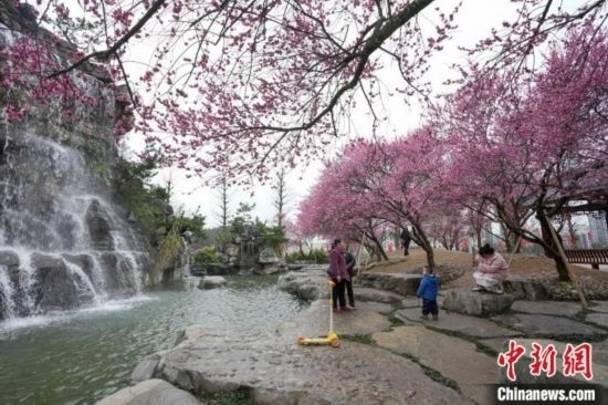 2月23日，市民在乾藝梅園景區(qū)觀賞綻放的梅花。陳興輝 攝