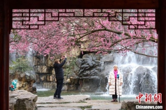 2月23日，市民在乾藝梅園景區(qū)觀賞拍攝綻放的梅花。瞿宏倫 攝