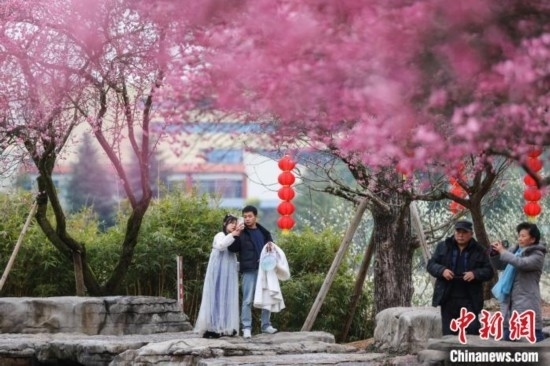 2月23日，市民在乾藝梅園景區(qū)觀賞綻放的梅花。瞿宏倫 攝
