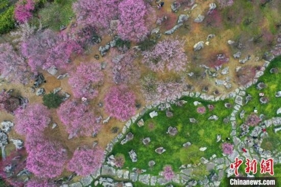 2月23日，航拍乾藝梅園景區(qū)綻放的梅花。瞿宏倫 攝