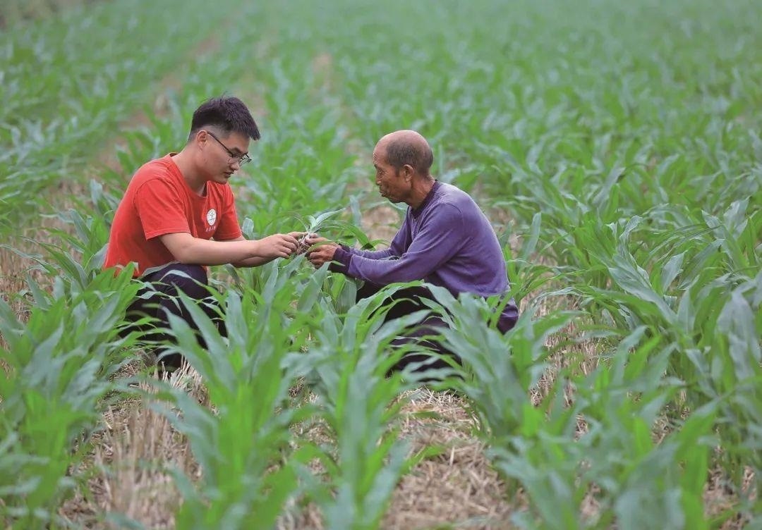 △科技小院的學(xué)生在給村民講解玉米種植知識。