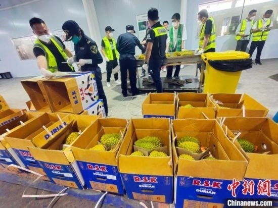 圖為海關關員對進口榴蓮進行查驗。黃艷梅 攝