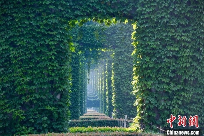 成都二環(huán)高架橋墩被植被爬滿，形成“綠野仙蹤”景觀。　張浪 攝