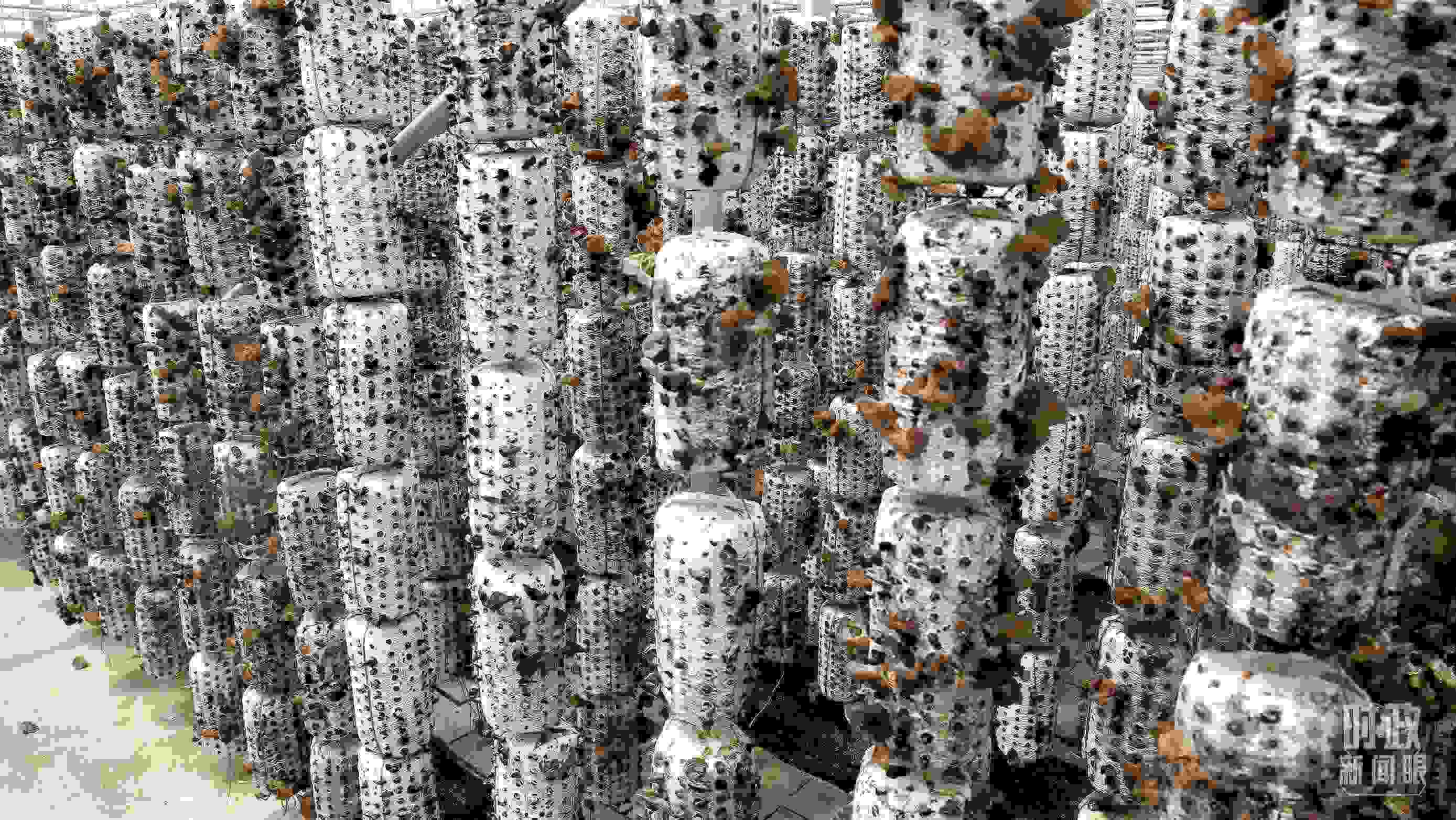 △金米村的小木耳、大產(chǎn)業(yè)。（圖／視覺(jué)中國(guó)）