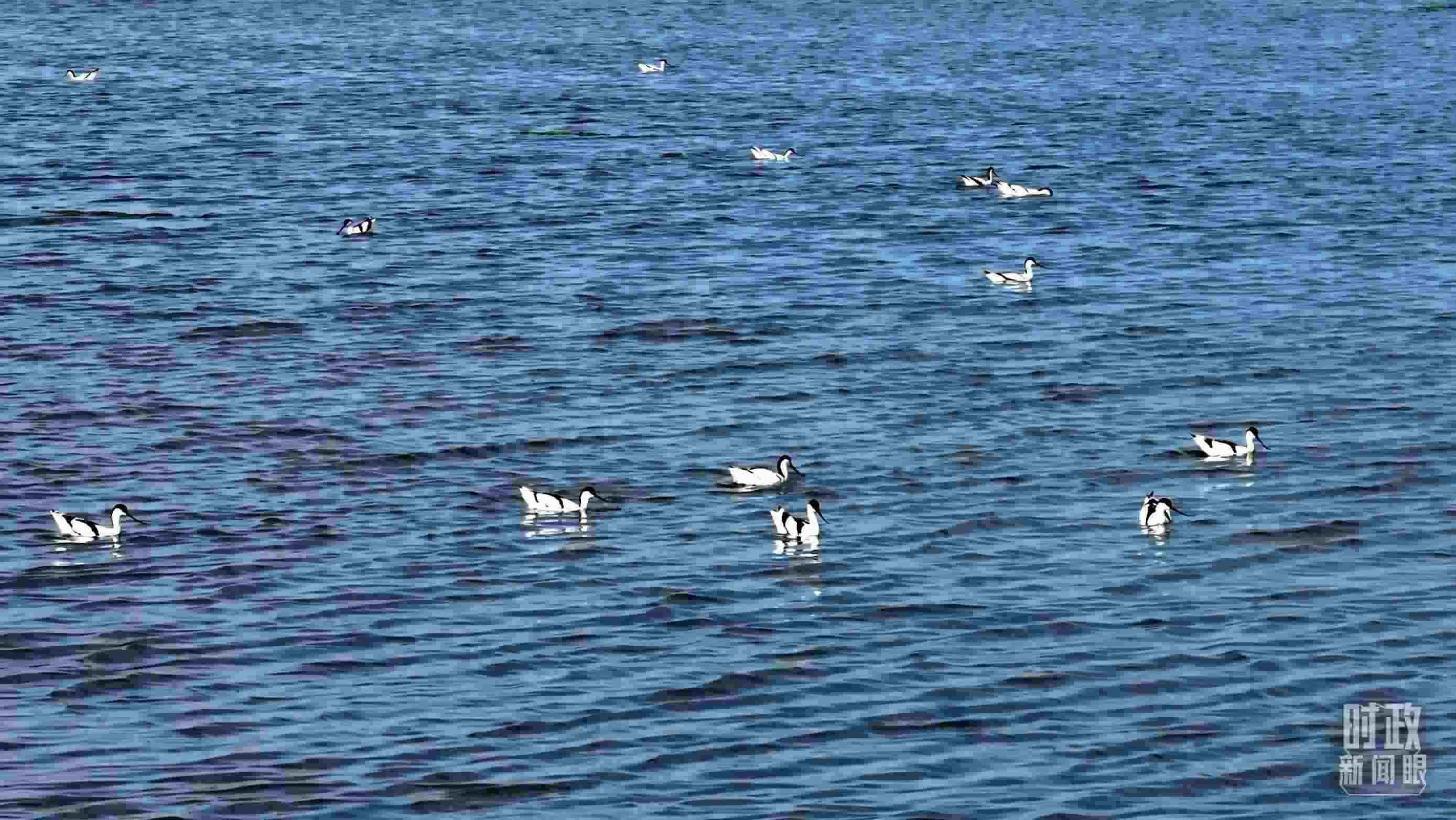 △鹽湖棲息的鳥(niǎo)類。（總臺(tái)記者裴大偉、康曉宇拍攝）