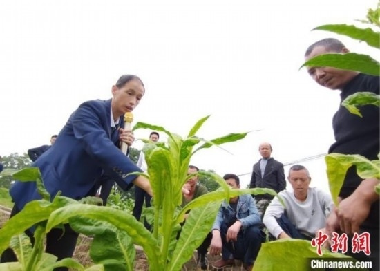 “鄉(xiāng)村學(xué)堂”田間現(xiàn)場(chǎng)教學(xué)。(資料圖) 唐濤華 攝