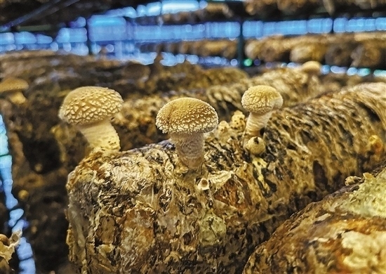 龍游數(shù)智大棚種植的花菇。 記者 祝梅 攝