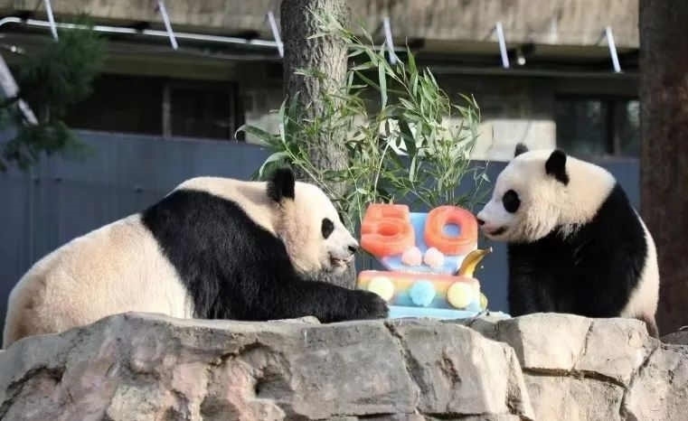 2022年，美國國家動(dòng)物園舉辦活動(dòng)慶祝大熊貓抵美50周年，園方為大熊貓“美香”“添添”和“小奇跡”一家三口準(zhǔn)備了有“50”字樣的冰凍水果蛋糕。（圖片來源：雅安市廣播電視臺(tái)）