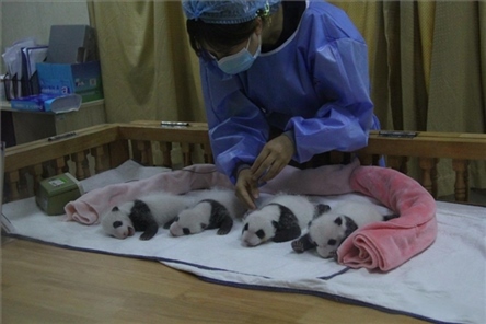 成都大熊貓繁育研究基地成立于1987年，先后攻克了大熊貓人工飼養(yǎng)與管理、繁殖與育幼、疾病防控與種群遺傳管理等關(guān)鍵技術(shù)難題，建成全球最大的大熊貓人工繁育遷地保護(hù)種群，數(shù)量達(dá)230余只。（圖片來源：成都大熊貓繁育研究基地網(wǎng)站）