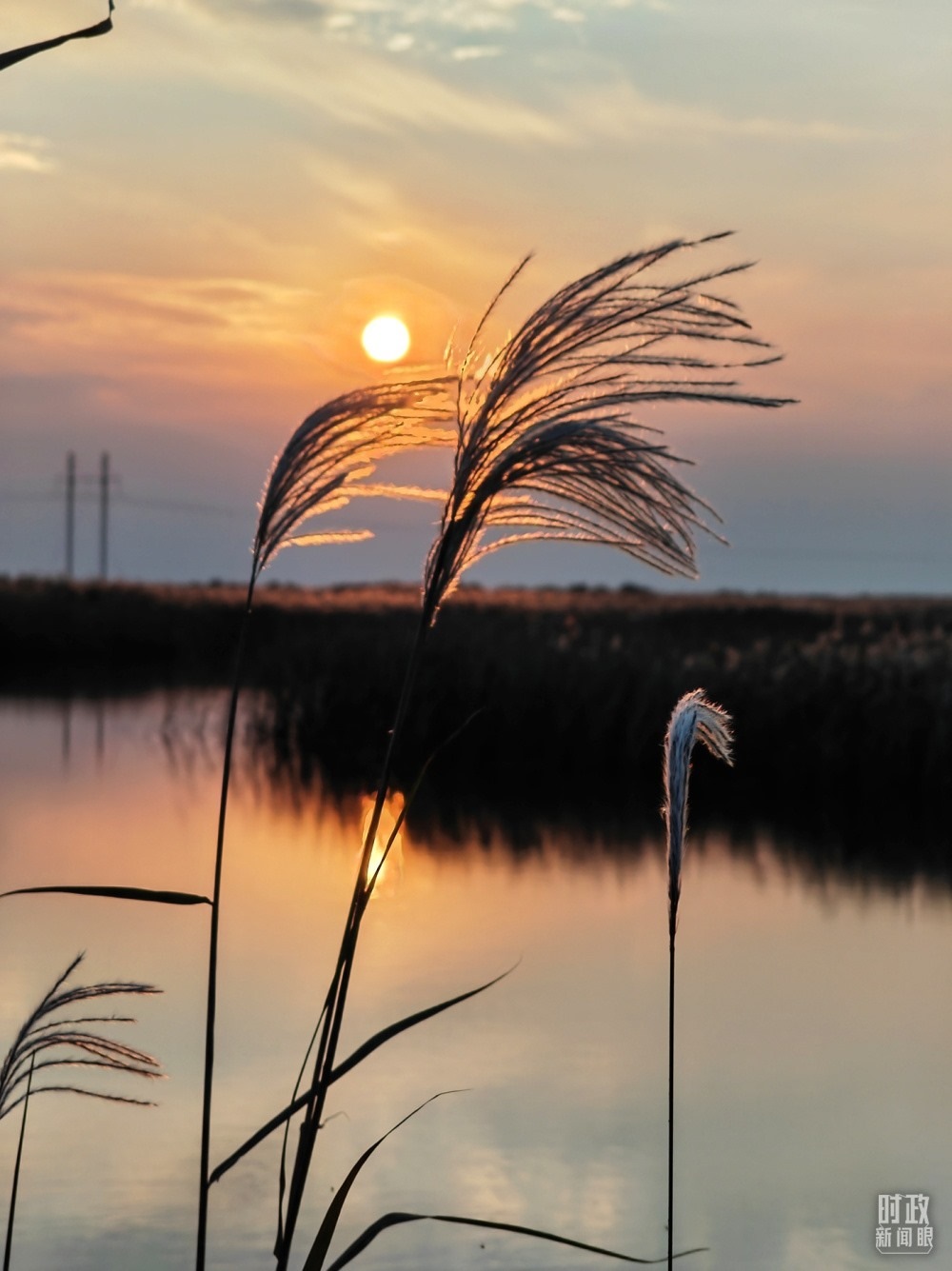 2021年10月，習(xí)近平赴山東東營(yíng)考察黃河入?？?。黃河三角洲濕地，蘆葦飄蕩。（總臺(tái)央視記者彭漢明拍攝）