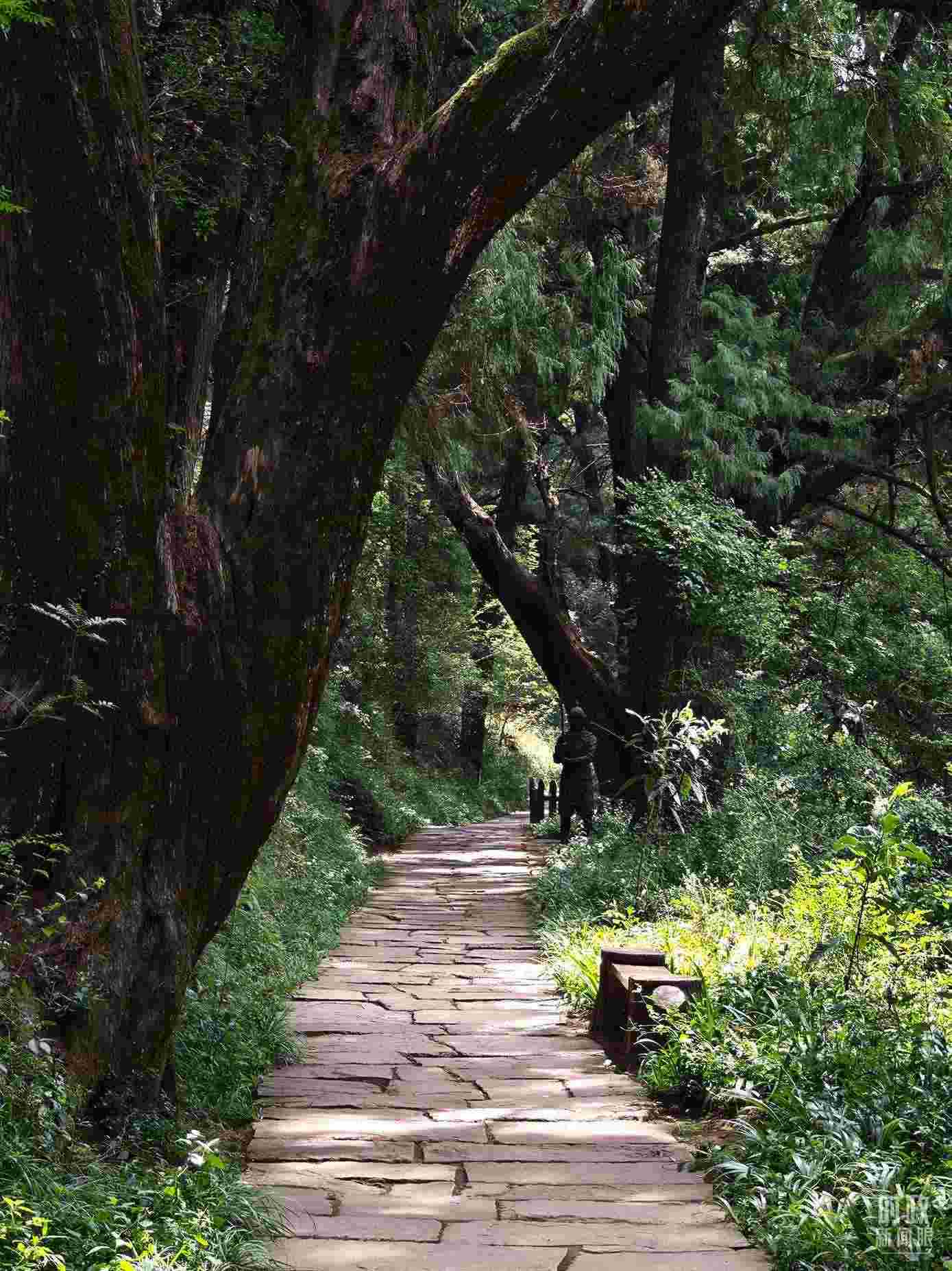 △古蜀道與古柏。（總臺(tái)央視記者彭漢明拍攝）