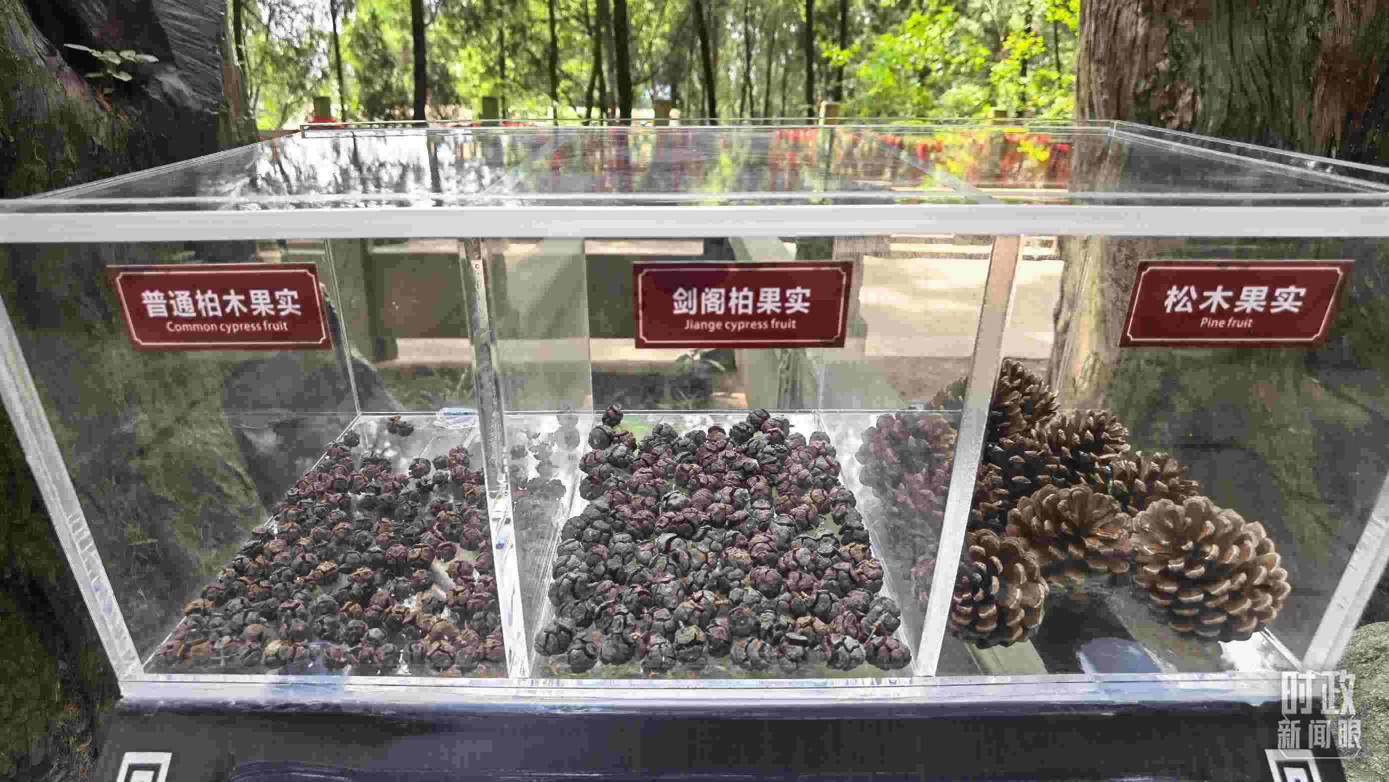 △翠云廊古蜀道，現(xiàn)場(chǎng)陳列的柏木和松木果實(shí)。（總臺(tái)央視記者石丞拍攝）