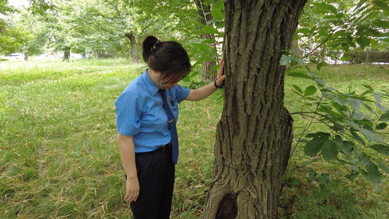 惠琳琳仔細查看古樹生長近況。人民網 黨童攝