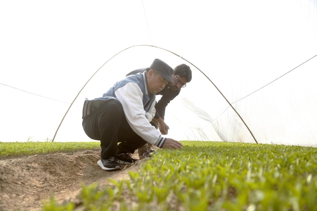 巴基斯坦旁遮普省木爾坦的中巴辣椒訂單種植項目辣椒育苗大棚內(nèi)，中國農(nóng)業(yè)專家?guī)ьI(lǐng)巴基斯坦技術(shù)員查看辣椒秧苗生長情況。