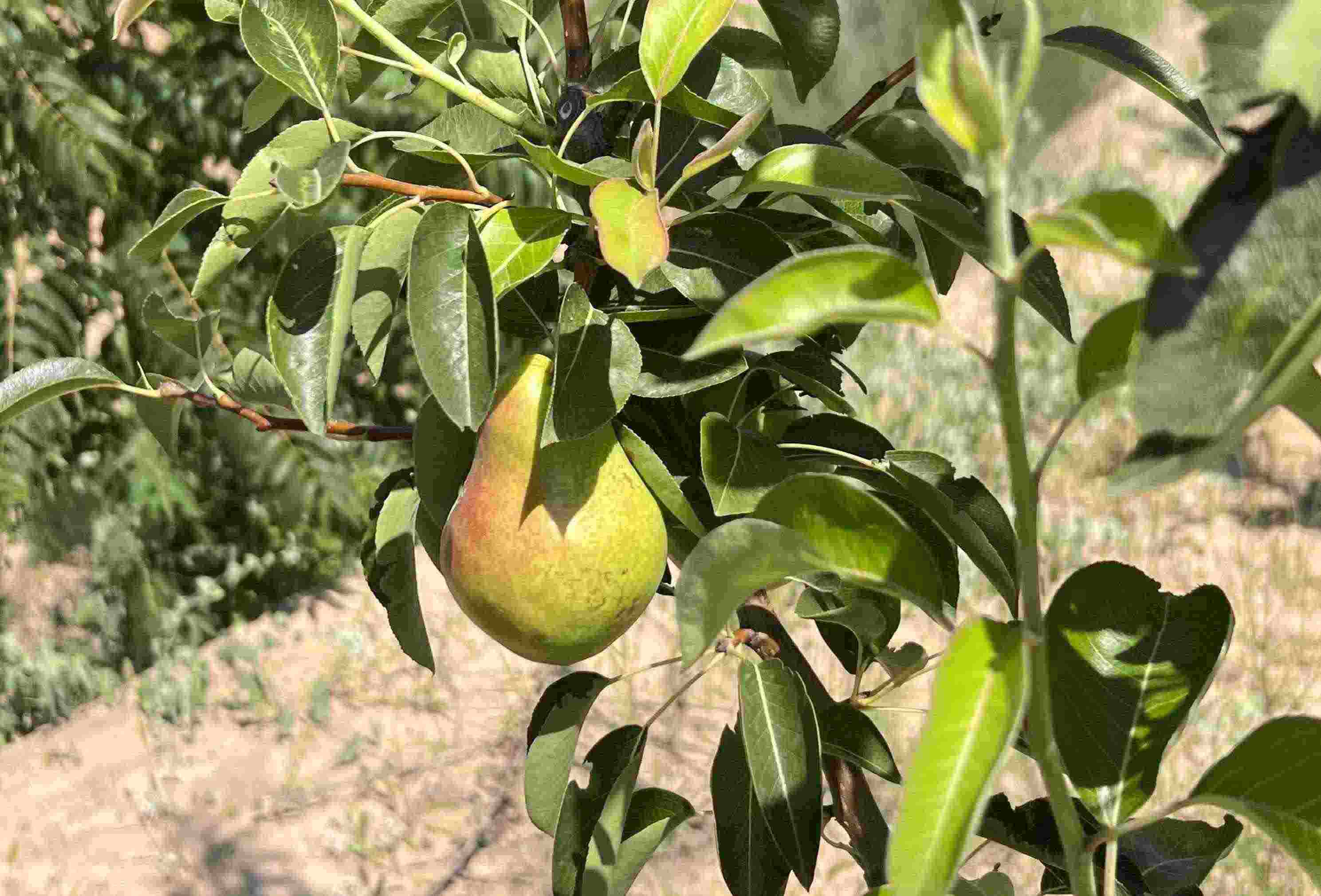 青梨基地果樹上的幼果。人民網(wǎng)記者 王連香攝