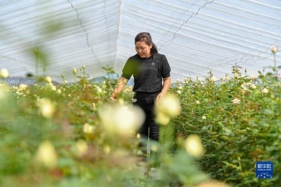 8月17日，吉林省德惠市朱城子鎮(zhèn)沿河村程雪家庭農(nóng)場的負(fù)責(zé)人楊雪在查看玫瑰花長勢。新華社記者 張楠 攝