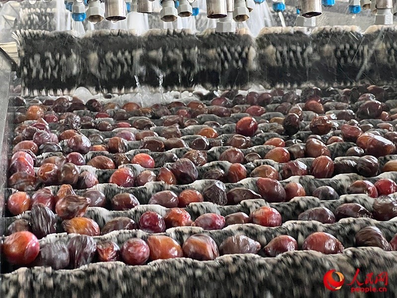 清洗西梅。人民網(wǎng)記者 常雪梅攝