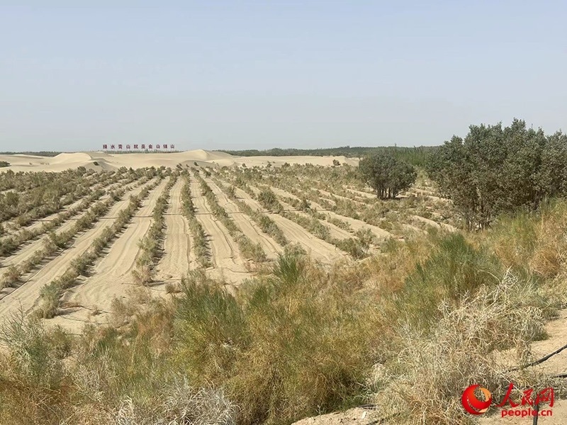 麥蓋提縣百萬畝防風(fēng)固沙生態(tài)林建設(shè)工程。人民網(wǎng)記者 常雪梅攝