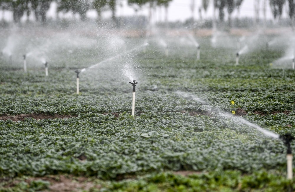 2023年5月25日，在寧夏銀川市永寧縣望洪鎮(zhèn)宋澄村冷涼蔬菜種植基地，小型噴灌節(jié)水設(shè)備在進(jìn)行噴灌作業(yè)。新華社記者 馮開(kāi)華 攝
