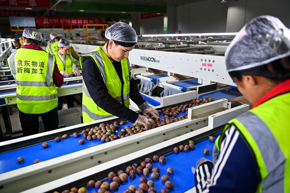在新疆伽師縣粵伽新梅產(chǎn)業(yè)園內(nèi)的京東物流新疆智能供應(yīng)鏈中心，員工在智能分揀線檢查分選好的新梅（2023年8月30日攝）。新華社記者 丁磊 攝
