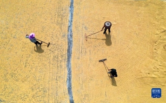 9月16日，湖南省郴州市桂陽(yáng)縣流峰鎮(zhèn)農(nóng)民在晾曬稻谷（無(wú)人機(jī)照片）。