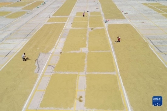 9月16日，村民在貴州省黔東南苗族侗族自治州丹寨縣金泉街道晾曬稻谷（無(wú)人機(jī)照片）。