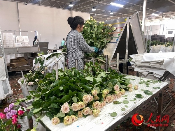 車間工人在整理花束。人民網(wǎng) 周靜圓攝