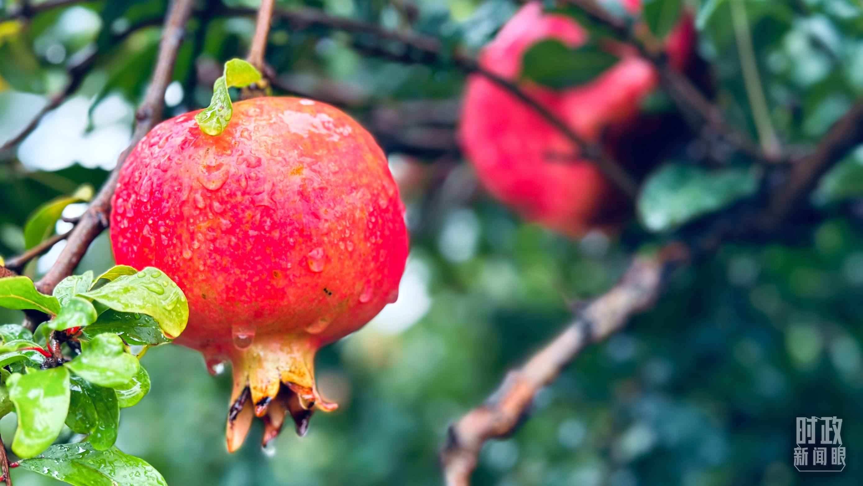 △一場秋雨過后，石榴更顯晶瑩。（總臺央視記者李輝、范一鳴拍攝）