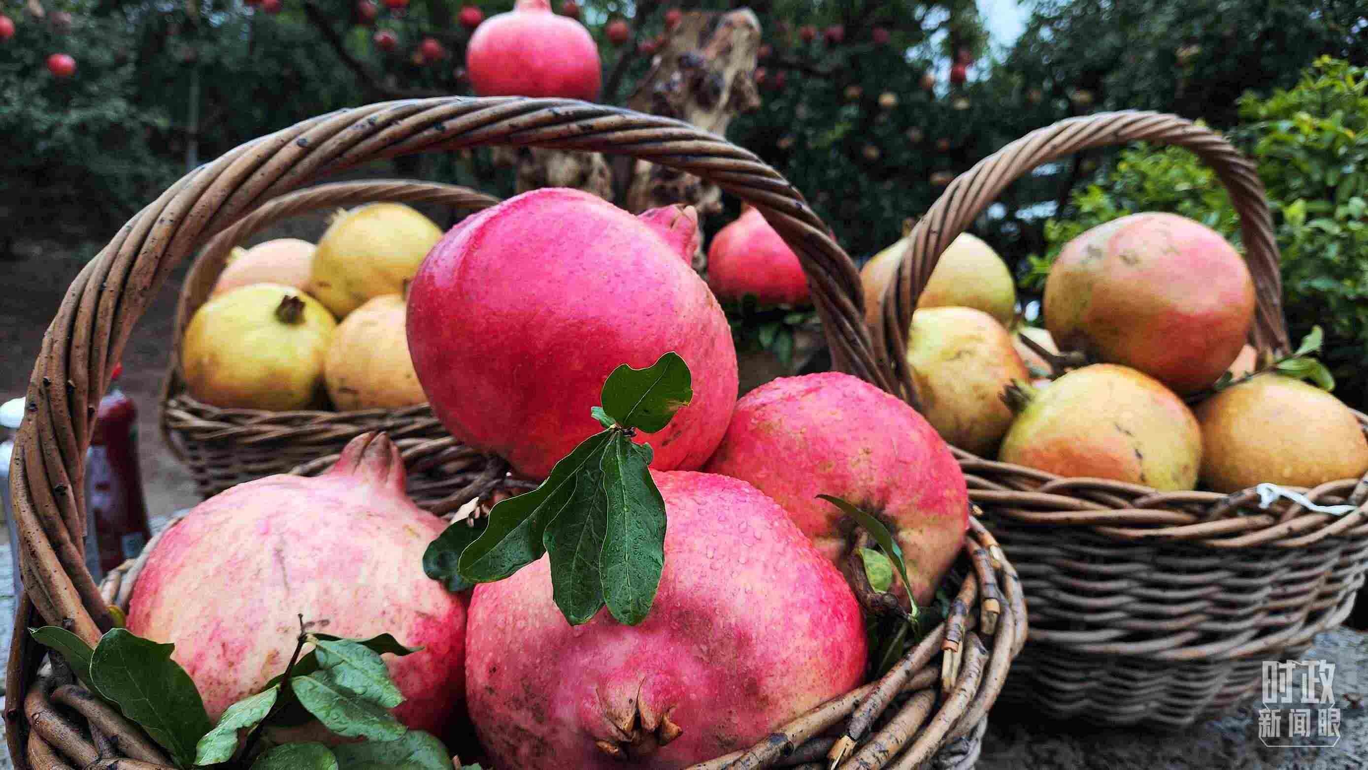 △種植園內(nèi)新鮮采摘的石榴。（總臺央視記者鐘信偉拍攝）