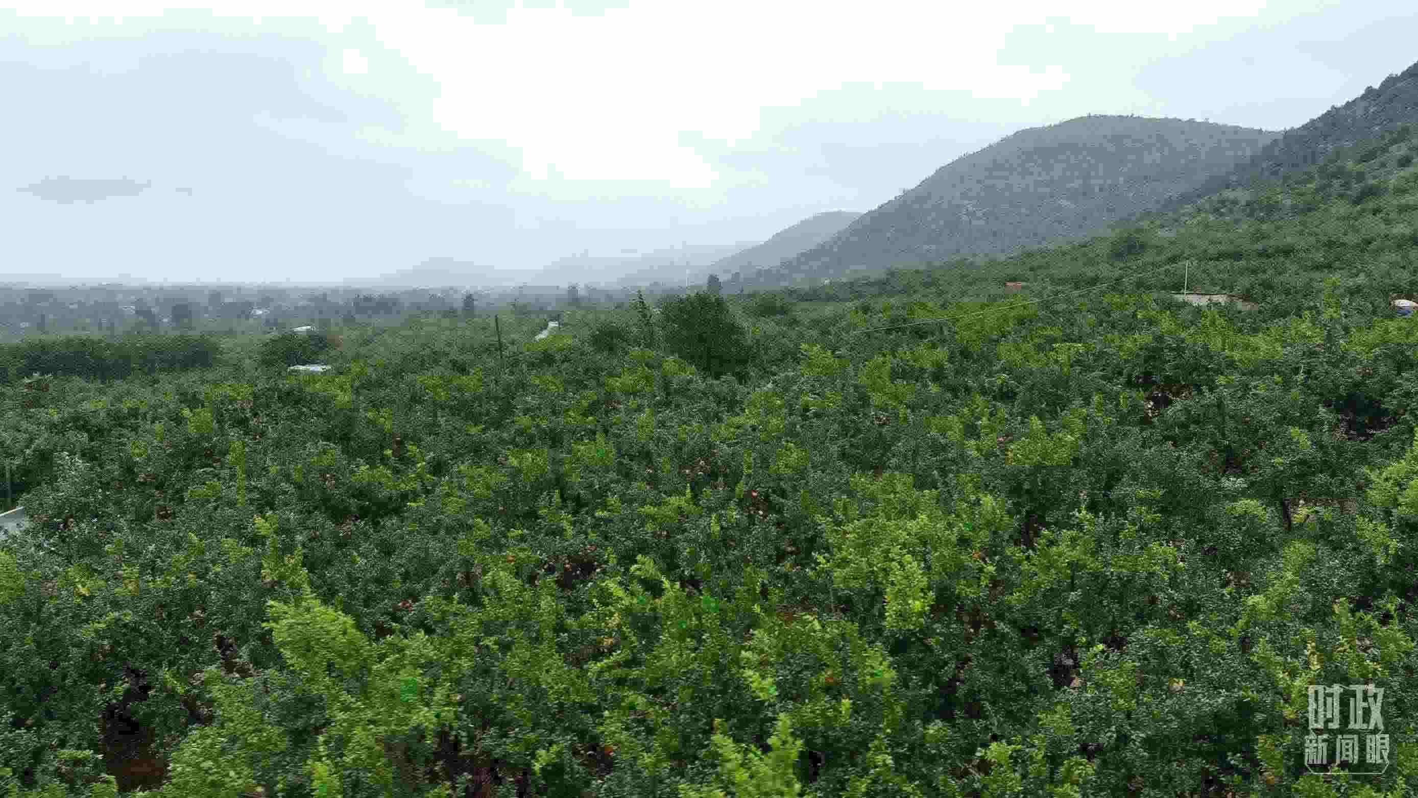 △山東棗莊冠世榴園。（總臺記者韓森、張鵬拍攝）
