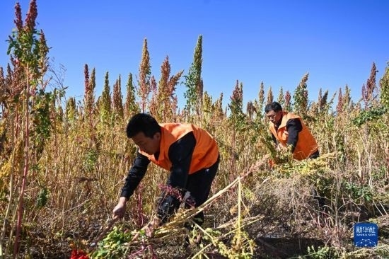 9月28日，農(nóng)民參加內(nèi)蒙古武川縣首屆藜麥開(kāi)鐮節(jié)割藜麥比賽。