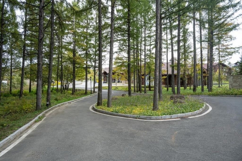 園區(qū)里“路讓樹”成為行為準則。王哲攝