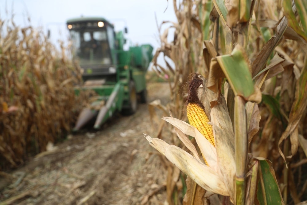 在遼寧省鐵嶺縣蔡牛鎮(zhèn)玉米田里，農(nóng)民駕駛農(nóng)機(jī)收割玉米（2023年9月26日攝）。新華社記者 楊青 攝