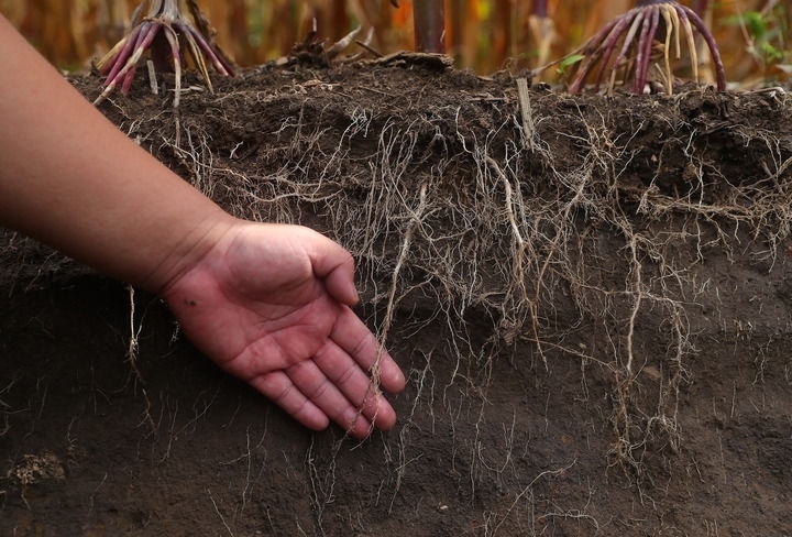 在遼寧省鐵嶺縣蔡牛鎮(zhèn)，張莊玉米合作社的農(nóng)民向外地農(nóng)民介紹黑土地保護(hù)和玉米秸稈還田情況（2023年9月26日攝）。新華社記者 楊青 攝